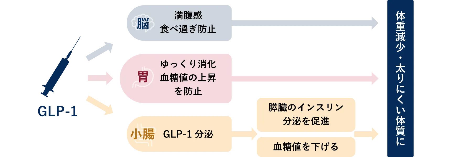 GLP-1注射による痩身メカニズム