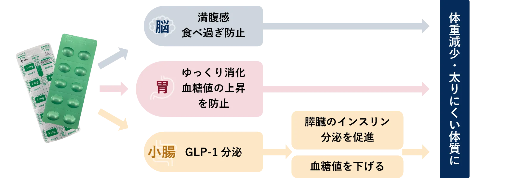 GLP-1経口薬による痩身メカニズム