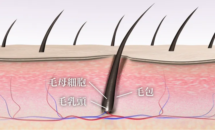 健康な髪に重要な毛包幹細胞